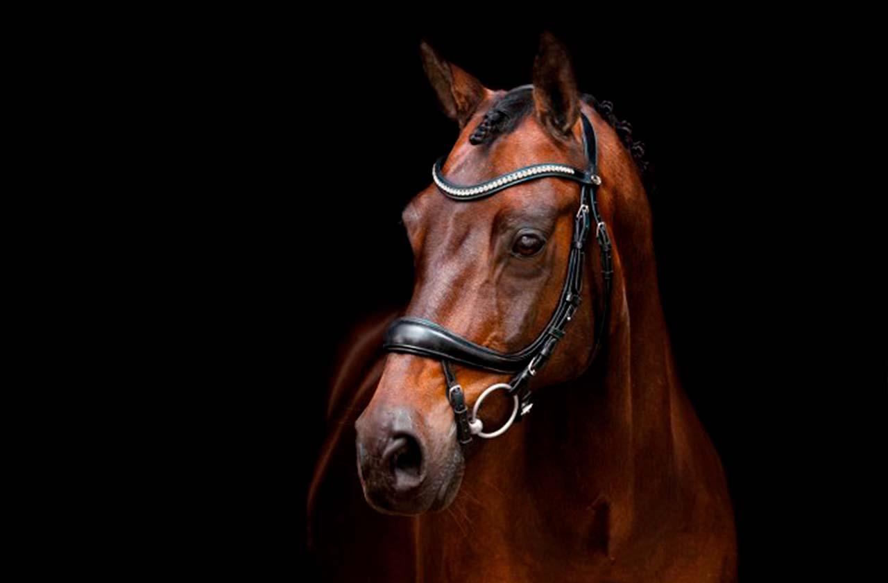 Ridesporten er lige som et super avanceret computerspil !